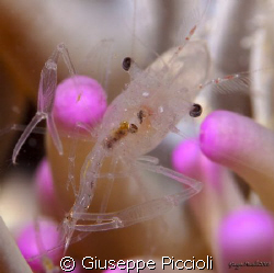 Hannibal the cannibal, a mediterranean anemone shrimp (Pe... by Giuseppe Piccioli 